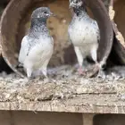 فراخه حمام هندي