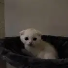 قطط سكوتش فولد