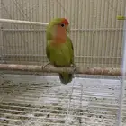 للبيع انثى روز