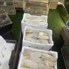 عظم حبار بالفلين والبيع مو بالجملة
