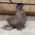 حمام لونق