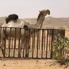 البعير العلياني السن رباع اللون اشقح