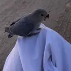 فرخ روز هدد