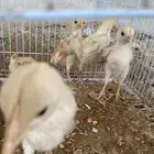 صيصان