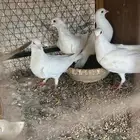 حمام لاحم