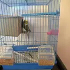 عصفور ذكر بالقفص كامل