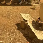 بط بكيني