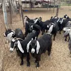 ماعز