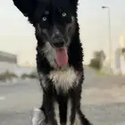 كلب هاسكي للتبني بملغ رمزي