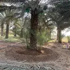 فراخة نخل خضري خلاص صقعي سكري شمشولة شثاثة شطاطة ونانة