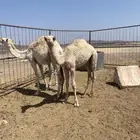 قعدان للبيع