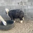 نعجه نجديه فل شحم مقفله السن سدس شرط الصحه