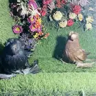 للبيع طبه بخارى احمر وايت سايد وحامل وايت سايد