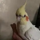 طير كروان لاتيني للبيع