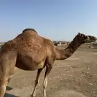 بكره حمرا ثنيه ملاقي