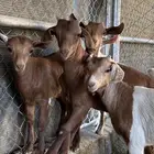 6 تيوس و عنقان حص فل شحم