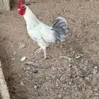 ديك