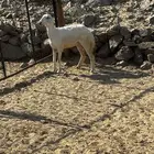 الشميسي طريق الخواجات