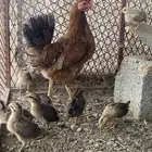 دجاجه عربي منتجة