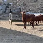 فحل ادهم صنف تيس