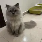 قط ذكر للتبني