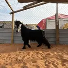 تيس رباع عارضي