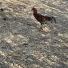 للبيع دجاج باكستاني