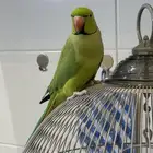 ببغاء الدرة الهندية