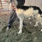 مشروع فحل نجدي