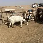 معزا حليب