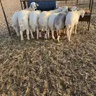 هرافى كلش خروف