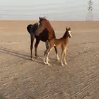فرس شعبيه