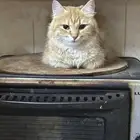 قطط للتبني مجانا