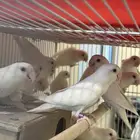 زور البينو منتجه
