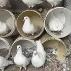 حمام فرنسي لحم