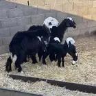 للبيع رخال نجادا مواليد