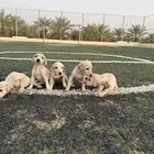 كلاب سلق