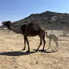 خلفه ناب منيح تحتها بكره