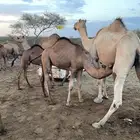حشو للبيع