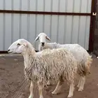 اللبيع غنم حريه