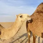 بكره طلعه من مفروده دخله حقه