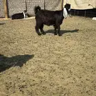 جفره ذبيحه طيبه