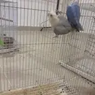 روز منتج معهن فراخه