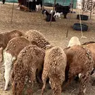 سواكني مرابي حمري و ابيض