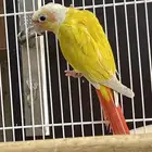 جوز كنيور صن شك