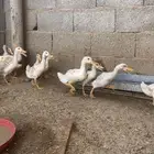 بط بكيني