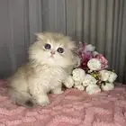 قطط سكوتش تربل فولد لونق هير وشورت هير للبيع