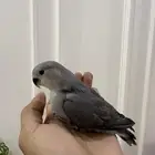 للبيع فروخ روز
