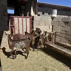 تيوس العدد 6 للبيع