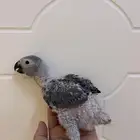 فروخ كاسكو